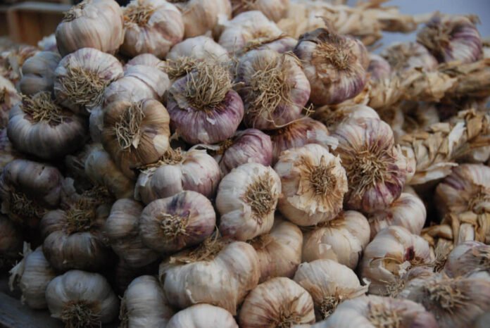 Garlic Shortage