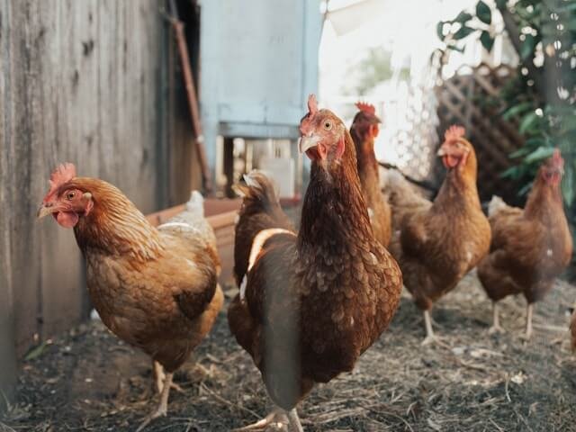 Chicken Shortage